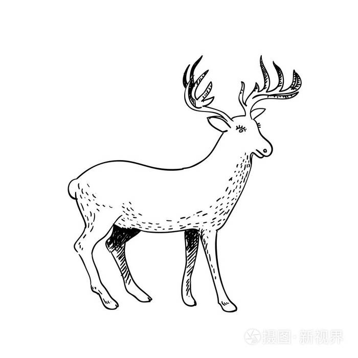手绘在白色背景的涂鸦鹿.矢量素描插图