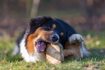 澳大利亚牧羊犬玩玩具