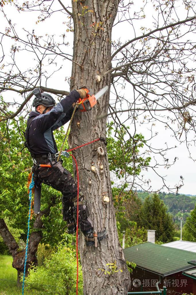 艺家使用电锯砍一棵核桃树伐木工人锯与束修剪树