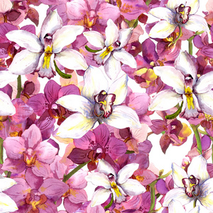 异国情调的花型热带兰花花。 无缝背脊
