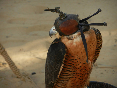 在沙漠中的盲的猎鹰照片