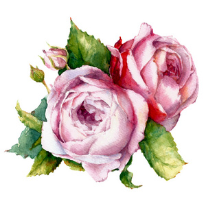 水彩插图的玫瑰