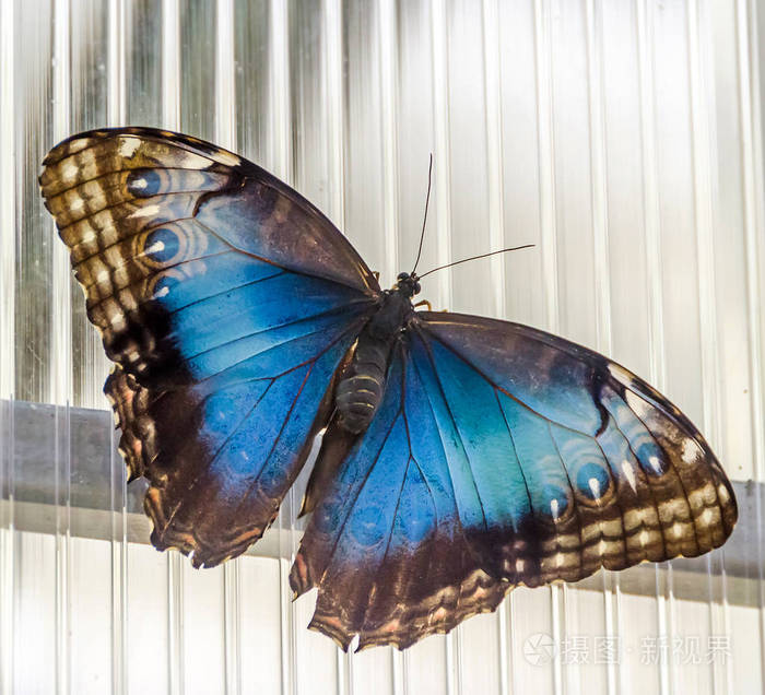 帝王蝶apaturairis欧亚大陆的蝴蝶的蛱蝶科家庭靠得很近