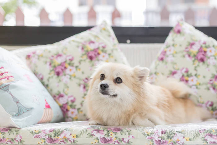 在家里的床上的在房子里,博美犬美容宠物狗可爱