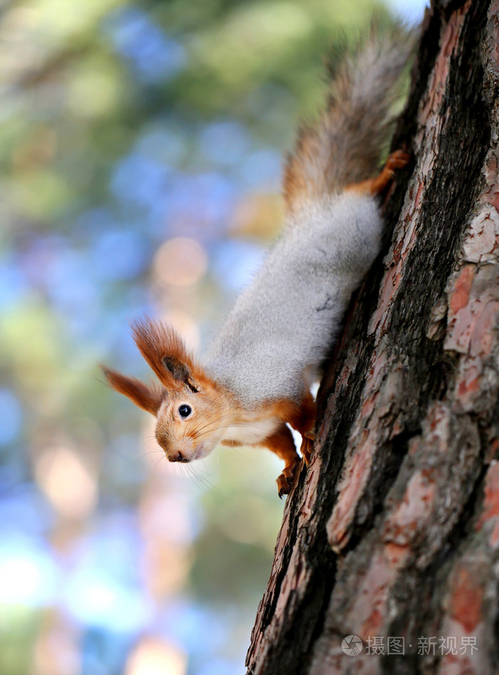 美丽的一只松鼠的画像