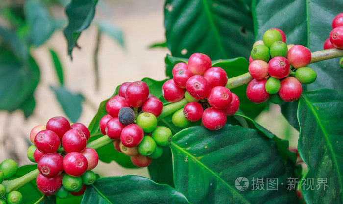 咖啡树上