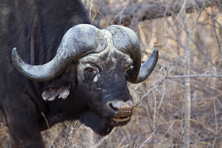 非洲水牛在克鲁格国家公园