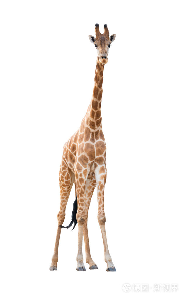 在白色背景上孤立的长颈鹿