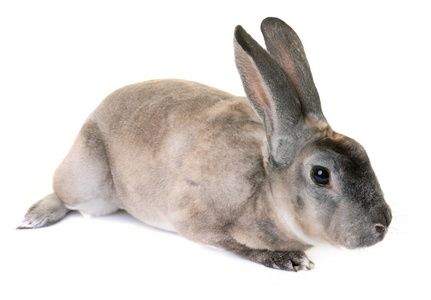 zibeline 獭兔