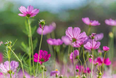 粉红色的宇宙花卉场