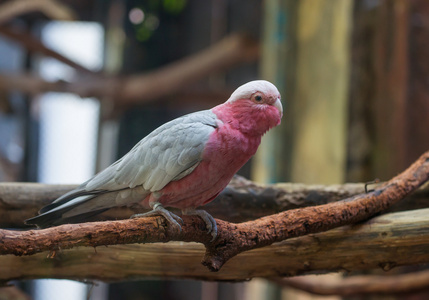 加拉科学名CACATUA Roseicapilla