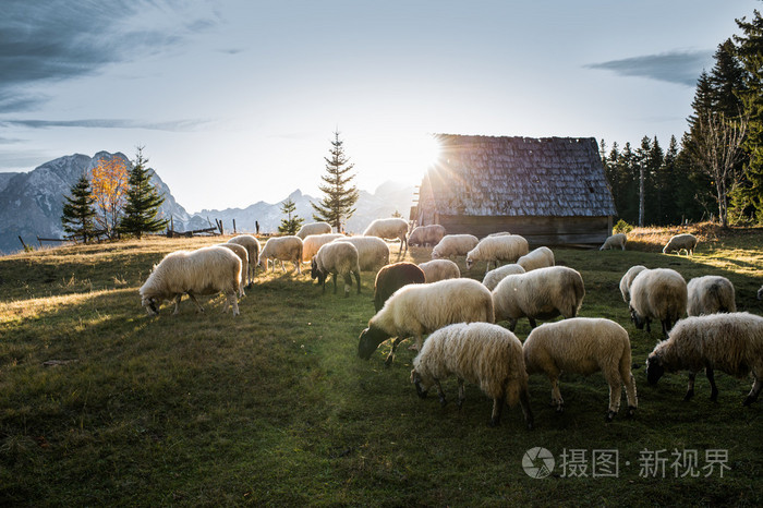 群放牧的羊