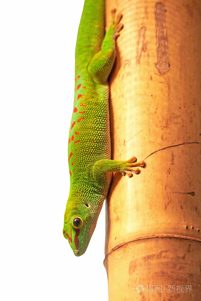 马达加斯加巨日壁虎 普氏美洲狮 照片 正版商用图片0ny2g2 摄图新视界