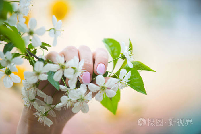 春天盛开的樱花树和微妙的粉红色指甲的女人的手在树枝上的白花女手捧