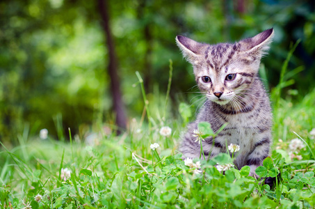 小猫在草地上