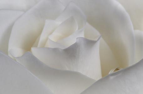 玫瑰花瓣放在露水珠图片