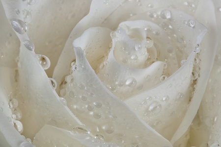 玫瑰花瓣放在露水珠