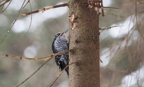三趾啄木鸟在树上