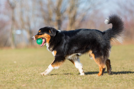 澳大利亚牧羊犬走着鼻子一个球