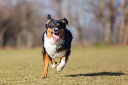 澳大利亚牧羊犬狗跑在草地上