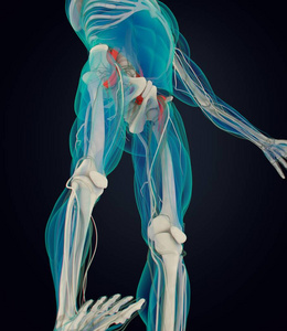 腰大肌解剖模型