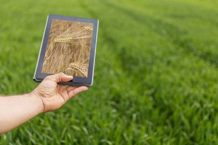 在麦田上使用平板电脑。现代农业。小麦期货 c