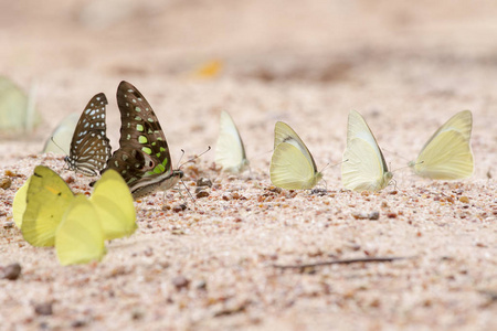 在沙质土壤背景上只美丽的蝴蝶
