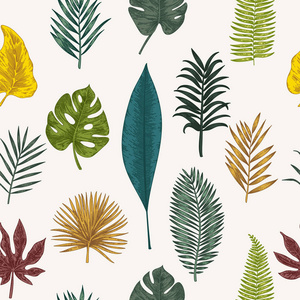 植物的插图。热带树叶