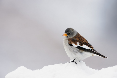 白翅 snowfinch