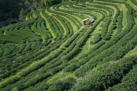 茶的种植地