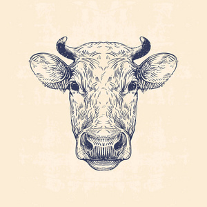 牛头 手绘制复古插画照片