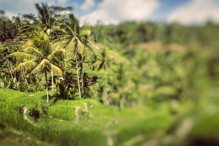 绿色的稻田，巴厘岛，巴厘岛，印度尼西亚附近 Jatiluwih