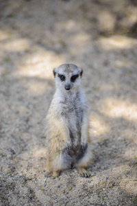 鼬 suricata suricatta，也称为沼狸。野生动物