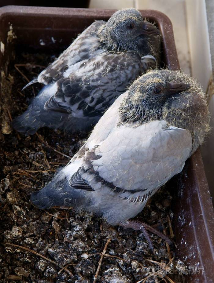 幼鸟的鸽子