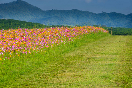 波斯菊花海盛开