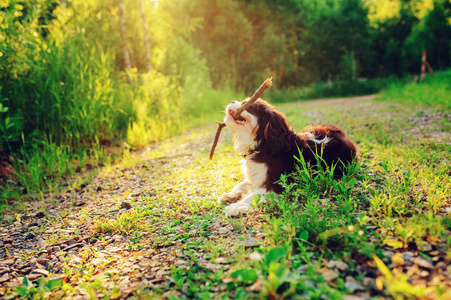 三色骑士国王查尔斯猎犬狗