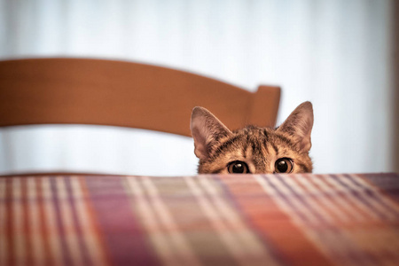 在桌子底下图片