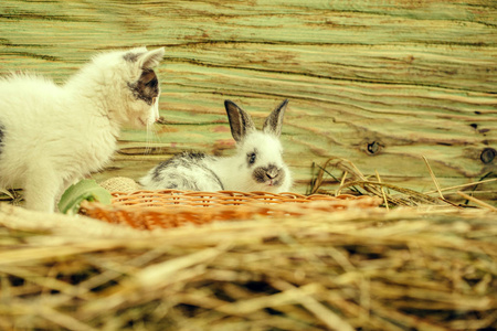 可爱的小猫和小兔子在草堆里玩图片