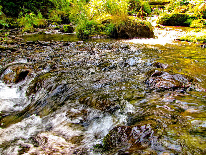 清澈的溪流在森林里