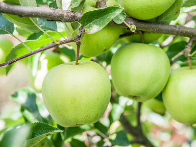 在树上的苹果图片-在树上的苹果素材-在树上的苹果插画-摄图新视界