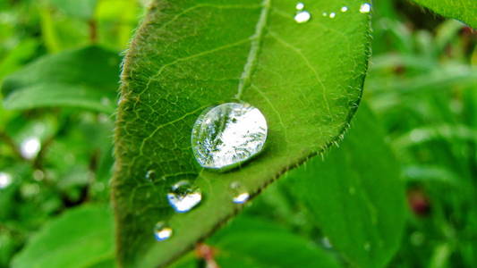 露水的草地上