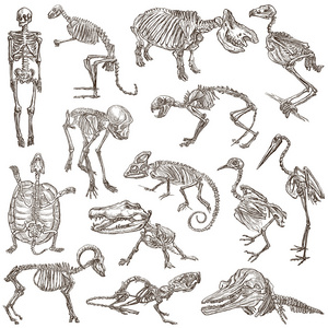 骨头和头骨的不同的动物-freehands照片