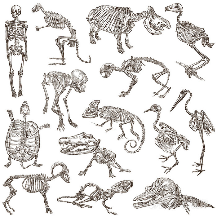 骨头和头骨的不同的动物freehands