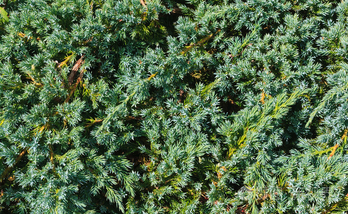 松树的刺枝的背景