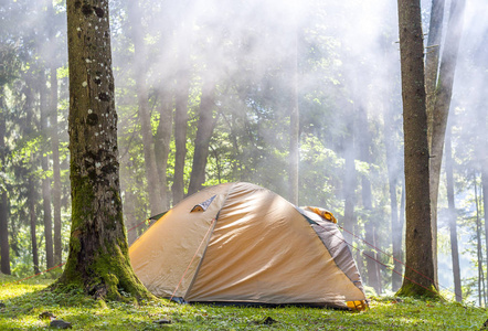 野营帐篷在绿色森林在春天阳光明媚的早晨雾哈哈