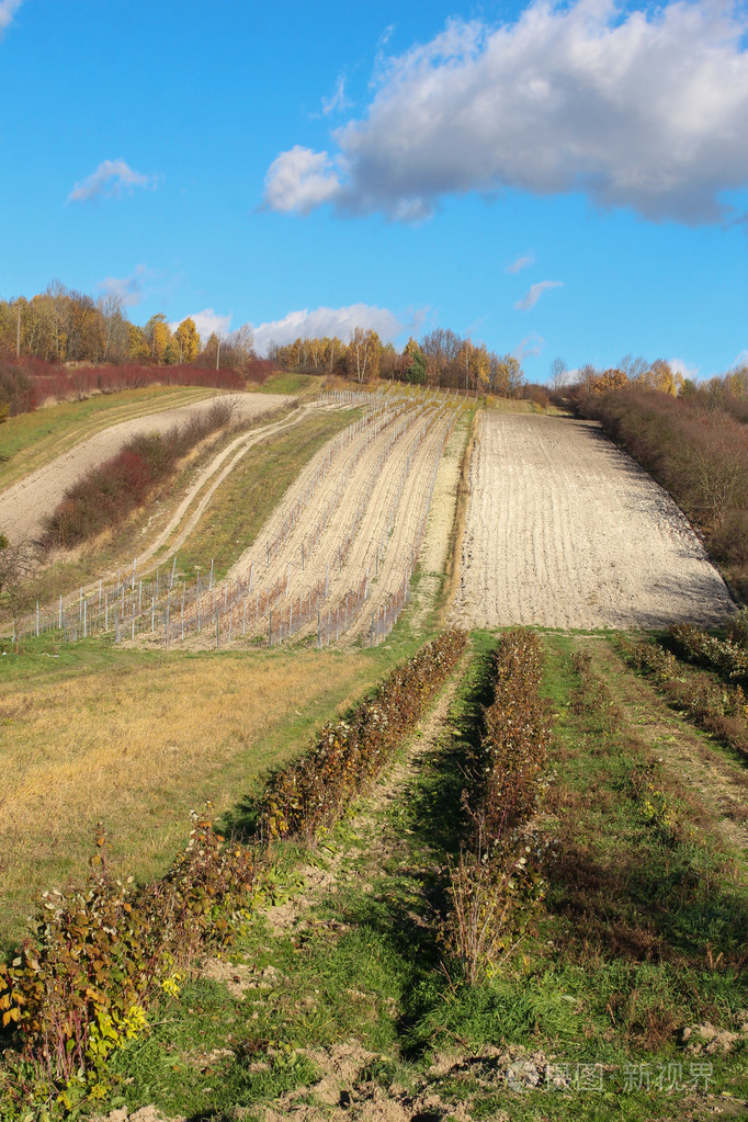农村景观在山坡上的果园