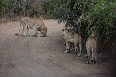 狮子和狮寻找食物