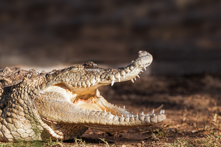 危险的鳄鱼嘴张开照片