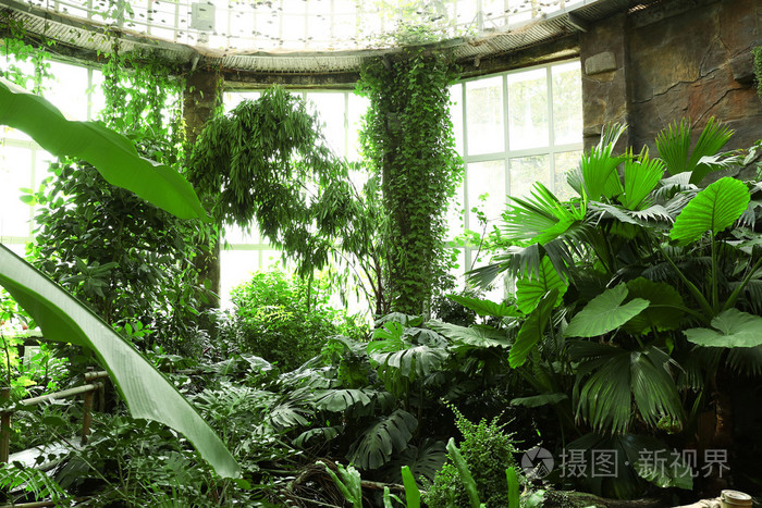 在温室中的热带植物照片 正版商用图片0nyq6k 摄图新视界 在温室中的热带植物照片 正版商用图片0nyq6k 摄图新视界