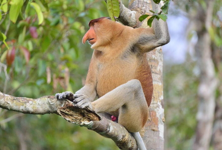 长鼻猴坐在树上
